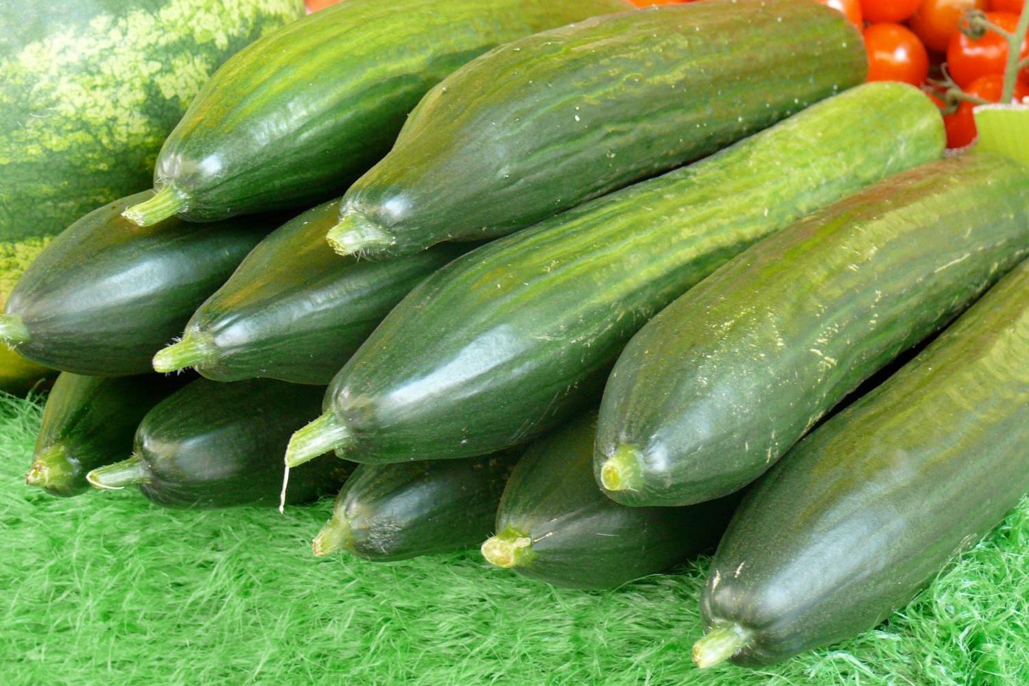 Mehrere Gurken liegen auf grünem Untergrund, im Hintergrund Tomaten