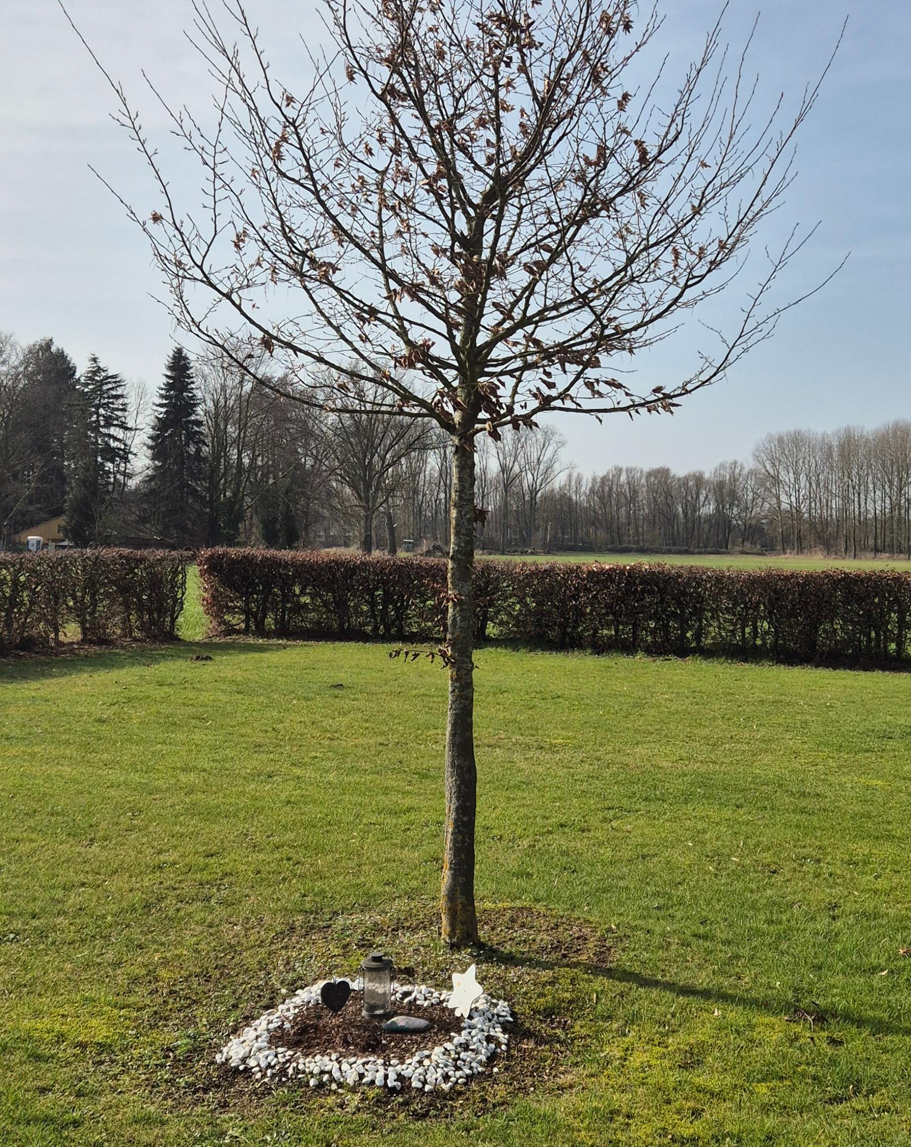 Sternenbaum