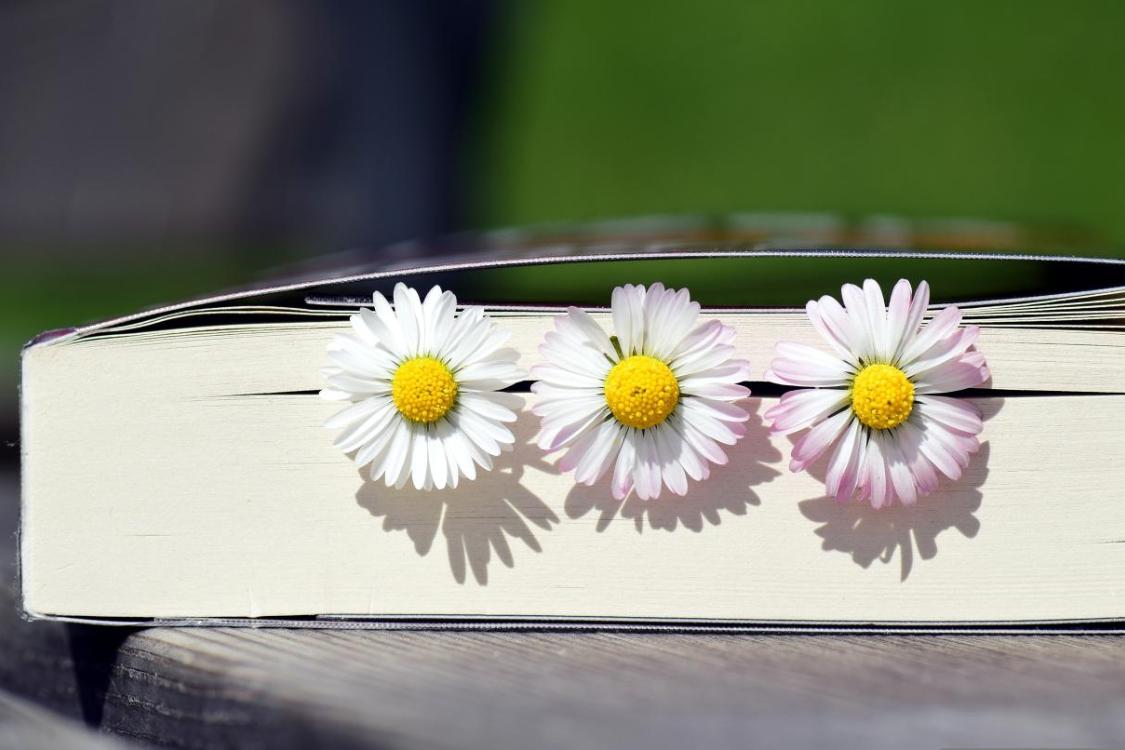 Drei Gänseblümchen liegen zwischen den Seiten eines geschlossenen Buchs