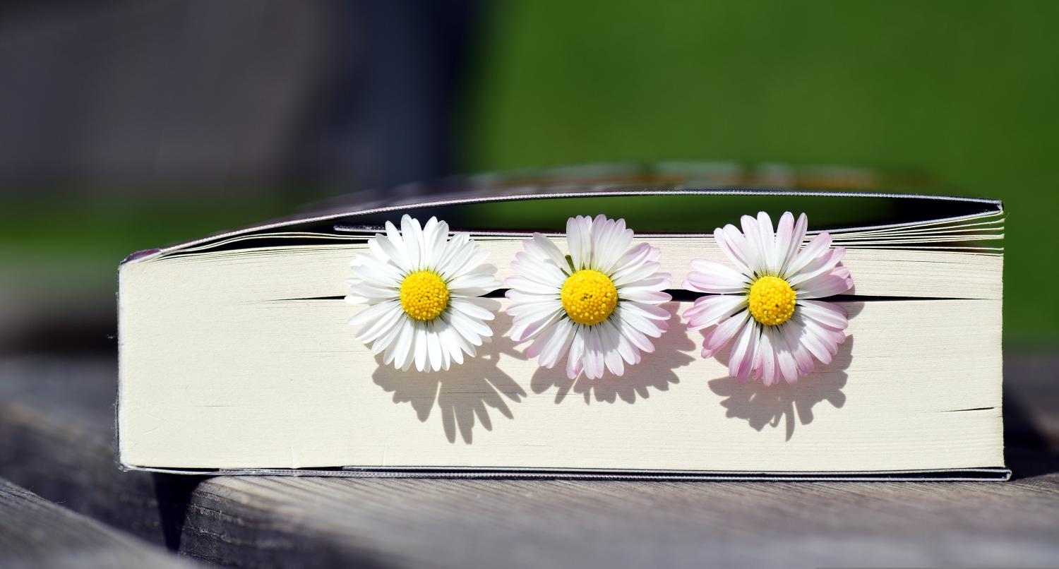 Drei Gänseblümchen liegen zwischen den Seiten eines geschlossenen Buchs